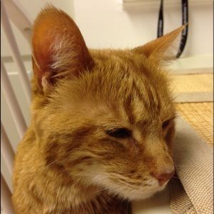 Meet your Posher, Jen